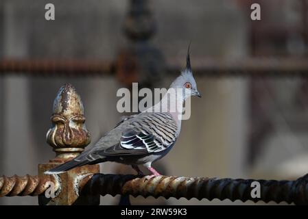 Seitenansicht einer Haubentaube, Ocyphaps-Lophoten, auf einer rostigen Metallstange, das Vogelauge glänzt im Sonnenlicht Stockfoto