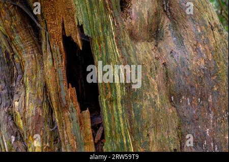 Detail einer hohlen Eibe im alten Kingley Vale Eibenwald mit Bäumen, die bis zu 1000 Jahre alt sind. West Sussex, England. Stockfoto