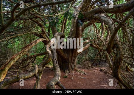 Eibenbaum im alten Kingley Vale Eibenwald mit Bäumen, die bis zu 1000 Jahre alt sind. West Sussex, England. Stockfoto