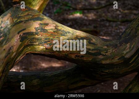 Nahaufnahme eines Eibenwaldes mit abblätternder Rinde im Sonnenlicht im alten Eibenwald Kingley Vale in West Sussex, England. Stockfoto