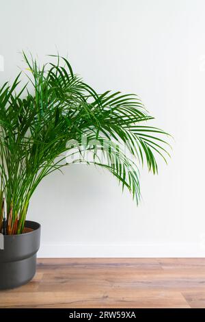 Exotische grüne Palmenchamäedorea in schwarzem Topf auf Holzboden gegen weiße Betonwand. Zimmerpflanze, Blumen im Inneren, Minimalismus. Stockfoto