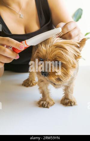 Eine unbekannte Weiße kämmt die Haare eines Yorkshire Terrier Hundes. Vertikale Aufnahme. Stockfoto