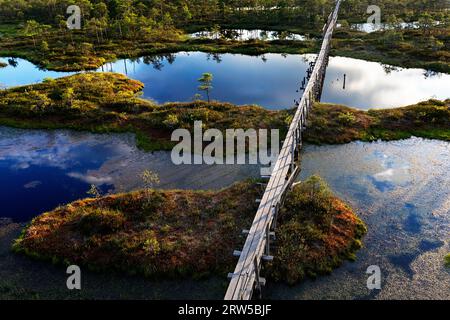 Wunderschöner Wanderweg Mannikjarve, Holzsteg im Endla Naturreservat, umgeben von Pools und Inselchen an einem sonnigen Sommertag, Estland Stockfoto