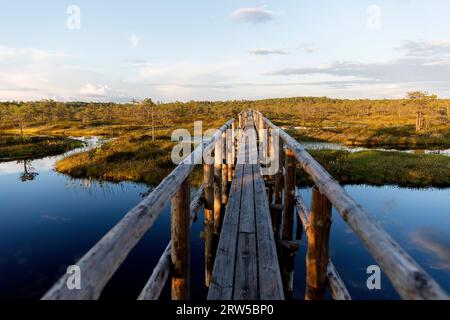 Wunderschöner Wanderweg Mannikjarve, Holzsteg im Endla Naturreservat, umgeben von Pools und Inselchen an einem sonnigen Sommertag, Estland Stockfoto