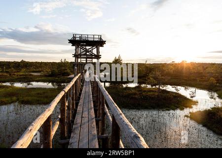 Schöner Wanderweg Mannikjarve, Holzsteg mit Wachturm im Endla Naturreservat umgeben von Pools und Inselchen, Estland Stockfoto