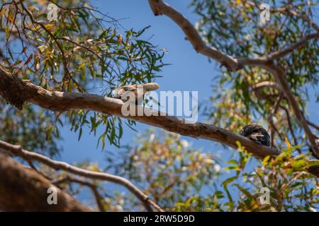 Rücken von zwei lachenden Kookaburras, die auf dem Zweig eines Gummibaums sitzen und sich umschauen Stockfoto