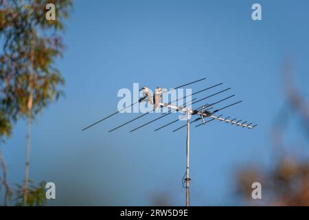 Zwei lachende Kookaburras sitzen auf der TV-Antenne und schauen sich um. Blauer Himmel im Hintergrund. Stockfoto