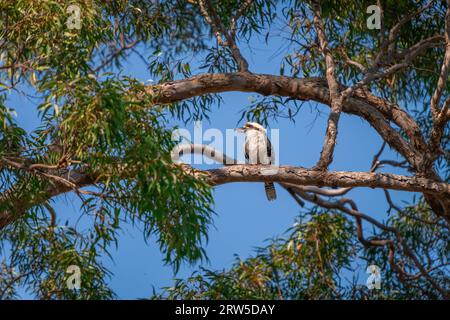 Lachender Kookaburra sitzt auf dem Zweig eines Gummibaums und schaut sich um Stockfoto