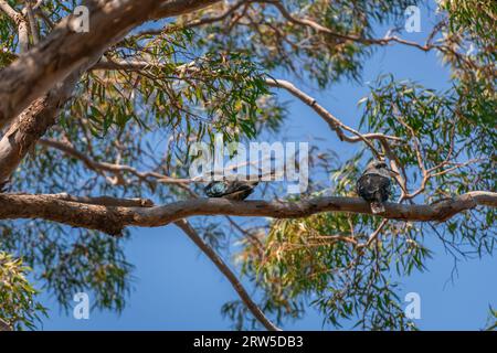 Zwei lachende Kookaburras sitzen auf dem Zweig eines Gummibaums und schauen sich um Stockfoto