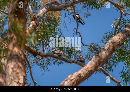 Zwei lachende Kookaburras sitzen auf dem Zweig eines Gummibaums und schauen sich um Stockfoto