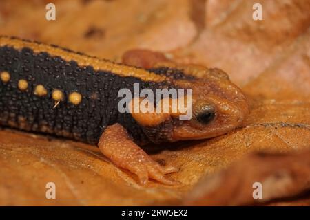 Natürliche Nahaufnahme auf einem farbenfrohen orangefarbenen und vom Aussterben bedrohten chinesischen Mandarinenmolch, Tylototriton Shanjing auf einem getrockneten Blatt Stockfoto