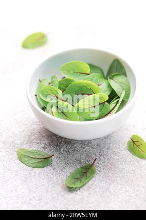 Frisches Sauerampfer-Mikrogrün auf grauem Betonhintergrund. Gesunde Ernährung. Kultivierung von Mikrogrün. Stockfoto