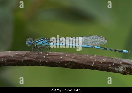 Natürliche Nahaufnahme auf einer mit einem Kelch markierten Damselfliege, Erythromma lindenii sitzt auf einem Zweig Stockfoto