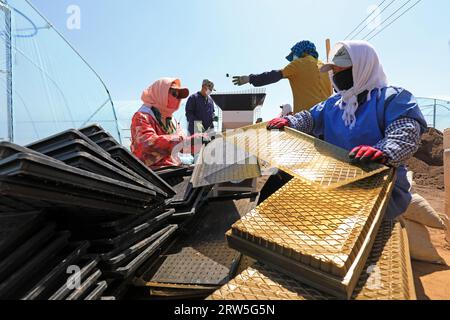 LUANNAN COUNTY, China - 14. April 2021: Bauern Pflanzen Reis in Sämlingschalen. Stockfoto