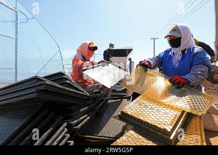 LUANNAN COUNTY, China - 14. April 2021: Bauern Pflanzen Reis in Sämlingschalen. Stockfoto