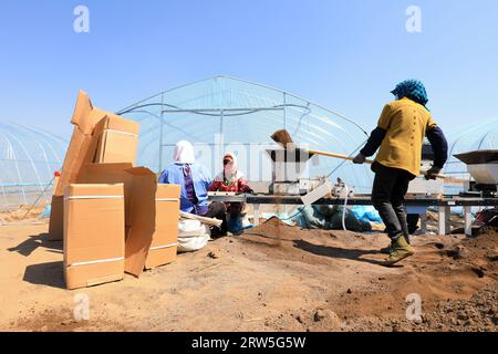 LUANNAN COUNTY, China - 14. April 2021: Bauern Pflanzen Reis in Sämlingschalen. Stockfoto