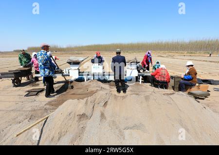 LUANNAN COUNTY, China - 14. April 2021: Bauern Pflanzen Reis in Sämlingschalen. Stockfoto