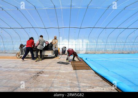 LUANNAN COUNTY, China - 14. April 2021: Bauern Pflanzen Reis in Sämlingschalen. Stockfoto