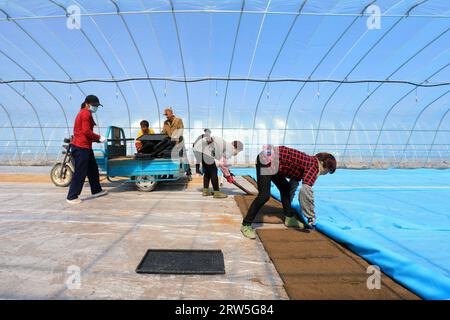 LUANNAN COUNTY, China - 14. April 2021: Bauern Pflanzen Reis in Sämlingschalen. Stockfoto