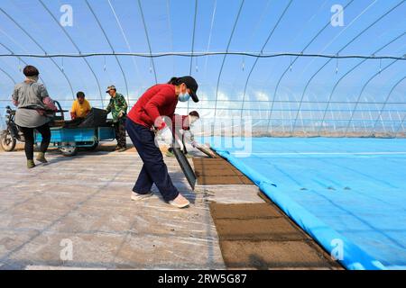 LUANNAN COUNTY, China - 14. April 2021: Bauern Pflanzen Reis in Sämlingschalen. Stockfoto