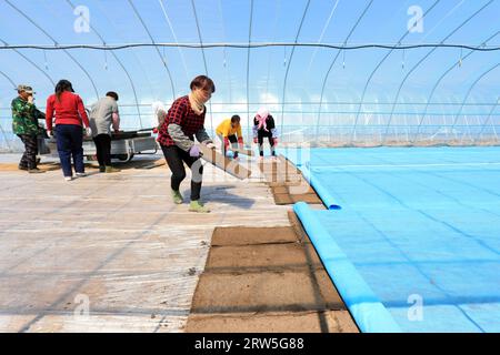 LUANNAN COUNTY, China - 14. April 2021: Bauern Pflanzen Reis in Sämlingschalen. Stockfoto