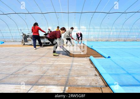 LUANNAN COUNTY, China - 14. April 2021: Bauern Pflanzen Reis in Sämlingschalen. Stockfoto