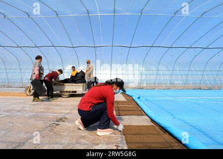 LUANNAN COUNTY, China - 14. April 2021: Bauern Pflanzen Reis in Sämlingschalen. Stockfoto