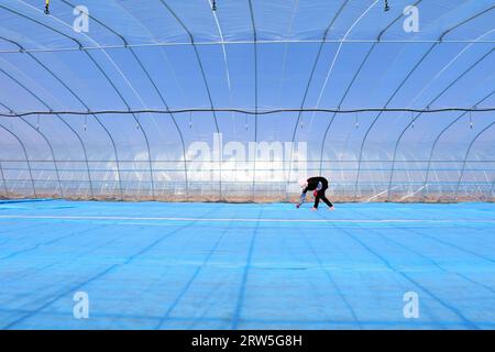 LUANNAN COUNTY, China - 14. April 2021: Bauern Pflanzen Reis in Sämlingschalen. Stockfoto