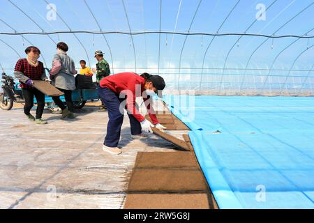 LUANNAN COUNTY, China - 14. April 2021: Bauern Pflanzen Reis in Sämlingschalen. Stockfoto