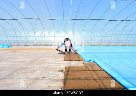 LUANNAN COUNTY, China - 14. April 2021: Bauern Pflanzen Reis in Sämlingschalen. Stockfoto