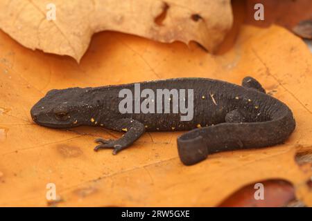 Natürliche Nahaufnahme auf einem terrestrischen, dunklen, erwachsenen, männlichen chinesischen Warzenmolch, Paramesotriton chinensis Stockfoto