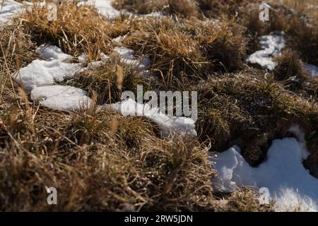 Schnee im Gras in herbstlichen Bergen, seichte Sicht Stockfoto