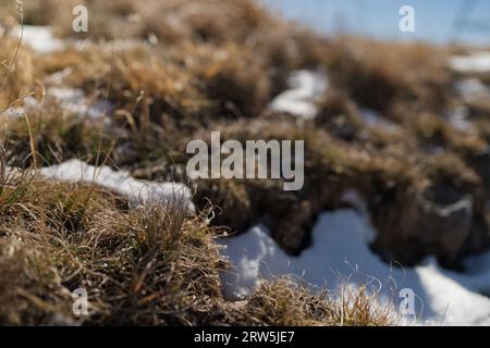 Schnee im Gras in herbstlichen Bergen, seichte Sicht Stockfoto