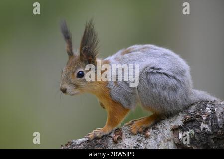 Eichhörnchen (Sciurus vulgaris), stehend auf Moss, Karelien, Finnland Stockfoto