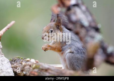 Eichhörnchen (Sciurus vulgaris), stehend auf Moss, Karelien, Finnland Stockfoto