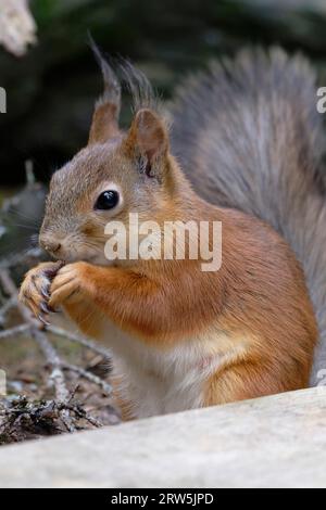 Eichhörnchen (Sciurus vulgaris), stehend auf Moss, Karelien, Finnland Stockfoto