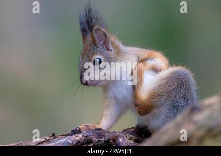 Eichhörnchen (Sciurus vulgaris), stehend auf Moss, Karelien, Finnland Stockfoto