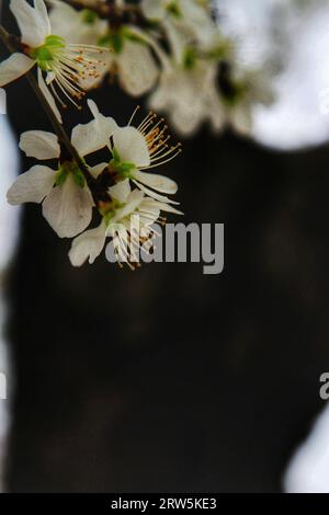 Halten Sie die ätherische Schönheit der weißen Blüten in voller Blüte unter der sanften Umarmung des Sonnenlichts im Freien fest Stockfoto