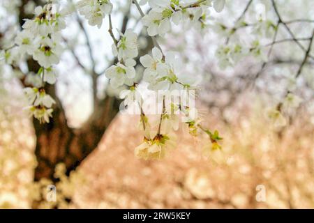 Halten Sie die ätherische Schönheit der weißen Blüten in voller Blüte unter der sanften Umarmung des Sonnenlichts im Freien fest Stockfoto