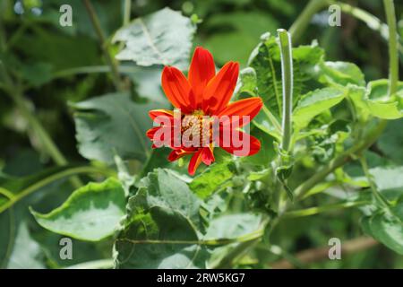 Nahansicht einer feurigen orangefarbenen Blume, bekannt als mexikanische Sonnenblume, die im Garten blüht Stockfoto