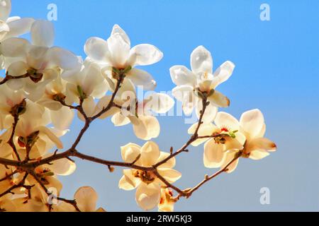 Halten Sie die ätherische Schönheit der weißen Blüten in voller Blüte unter der sanften Umarmung des Sonnenlichts im Freien fest Stockfoto