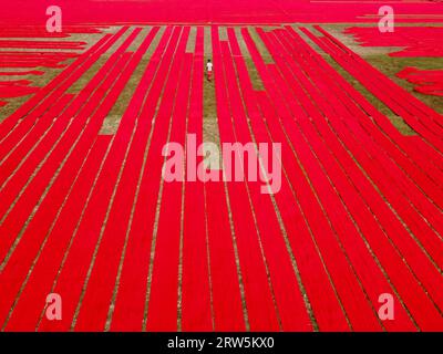 Narsingdi, Bangladesch. September 2023. Hunderte Meter leuchtend roter Stoffe sind in ordentlichen Reihen auf einem Feld in Narsingdi, Bangladesch, angeordnet. Die langen roten Tücher, die bei den Einheimischen als „Lal Shalu“ bezeichnet werden, trocknen unter der heißen Sonne, nachdem sie mit leuchtend roter Farbe gefärbt wurden. Die Verwendung von Sonnenlicht zum Trocknen der Stoffe senkt die Produktionskosten, da sie billiger und nachhaltiger ist. Die umweltfreundliche Trocknungsmethode erstreckt sich über eine Fläche von 5 Fußballfeldern und dauert bis zu 6 Stunden, nachdem sie von den Arbeitern bei Sonnenaufgang platziert wurde. Joy Saha/Alamy Live News Stockfoto