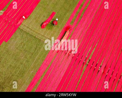 Narsingdi, Bangladesch. September 2023. Hunderte Meter leuchtend roter Stoffe sind in ordentlichen Reihen auf einem Feld in Narsingdi, Bangladesch, angeordnet. Die langen roten Tücher, die bei den Einheimischen als „Lal Shalu“ bezeichnet werden, trocknen unter der heißen Sonne, nachdem sie mit leuchtend roter Farbe gefärbt wurden. Die Verwendung von Sonnenlicht zum Trocknen der Stoffe senkt die Produktionskosten, da sie billiger und nachhaltiger ist. Die umweltfreundliche Trocknungsmethode erstreckt sich über eine Fläche von 5 Fußballfeldern und dauert bis zu 6 Stunden, nachdem sie von den Arbeitern bei Sonnenaufgang platziert wurde. Joy Saha/Alamy Live News Stockfoto