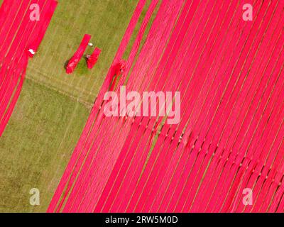 Narsingdi, Bangladesch. September 2023. Hunderte Meter leuchtend roter Stoffe sind in ordentlichen Reihen auf einem Feld in Narsingdi, Bangladesch, angeordnet. Die langen roten Tücher, die bei den Einheimischen als „Lal Shalu“ bezeichnet werden, trocknen unter der heißen Sonne, nachdem sie mit leuchtend roter Farbe gefärbt wurden. Die Verwendung von Sonnenlicht zum Trocknen der Stoffe senkt die Produktionskosten, da sie billiger und nachhaltiger ist. Die umweltfreundliche Trocknungsmethode erstreckt sich über eine Fläche von 5 Fußballfeldern und dauert bis zu 6 Stunden, nachdem sie von den Arbeitern bei Sonnenaufgang platziert wurde. Joy Saha/Alamy Live News Stockfoto