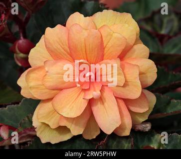 Begonia Non-Stop Apricot Shades Stockfoto