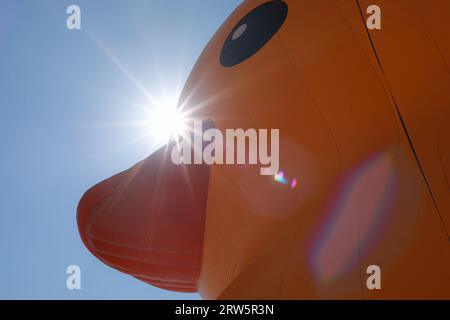 Toronto, Kanada. September 2023. Die größte Gummiente der Welt ist während des jährlichen Toronto Waterfront Festivals im Queens Quay East in Toronto zu sehen. Quelle: SOPA Images Limited/Alamy Live News Stockfoto