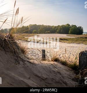 Bezaubernde Boberger Dünen Sanddünen in Hamburg, wo sich ein sonnendurchfluteter Weg zwischen ruhigen Sanddünen schlängelt, umrahmt von leicht schwingendem Dünengras und a d Stockfoto