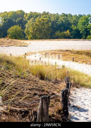 Betreten Sie die ruhige Schönheit des Naturparks Boberger Dünen in Hamburg, wo ein Weg durch die hügeligen Sanddünen führt, umrahmt von Dünen Stockfoto