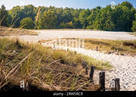 Machen Sie einen Spaziergang durch die malerischen Sanddünen in Hamburg, genannt Boberger Dünen, wo sich ein Sandweg durch sonnendurchflutete Dünen schlängelt, umgeben von Dünengras und Stockfoto