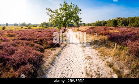 Lebhafte Schönheit des Hamburger Boberger Niederung Naturparks im September, während Sie einen Spaziergang entlang eines Sandweges machen, umgeben von blühendem lila Heidekraut und ac Stockfoto